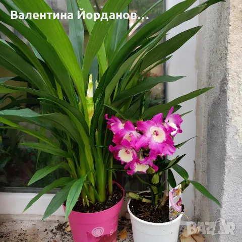 комплект бяла куркума ароматна и ароматен дендробиум 