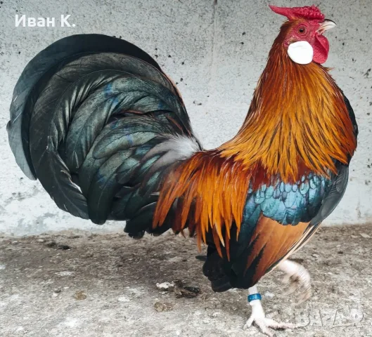 Продавам златен Розкомб., снимка 17 - Кокошки и пуйки - 44995697