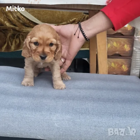 Малки кученца Кокер Шпаньол
