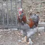 Продавам  петли, снимка 6
