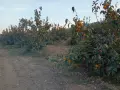 Райска ябълка - много едра  танинова!!!, снимка 3