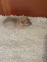 Пинчер +Джак ръсел , снимка 18