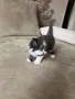 Персийски котета, снимка 3