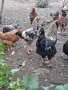 Домашни петли Домашни петли, снимка 6