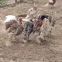 Пуйки,Пуяци Мисирки , снимка 1