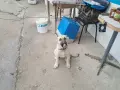 Здраво и ваксинирано Кангалче., снимка 1