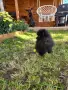 Померанчета момиченца и момченца!, снимка 2
