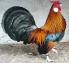 Продавам златен Розкомб., снимка 17