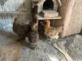 Яребични брами. , снимка 2