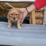 Малки кученца Кокер Шпаньол, снимка 1