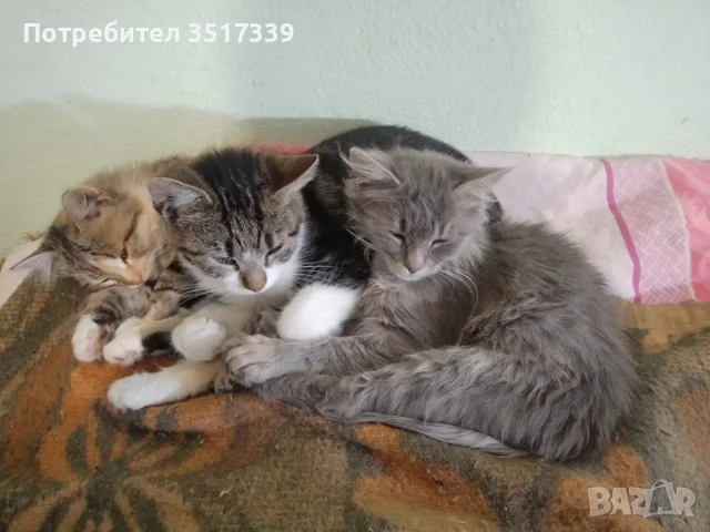 подарявам малки котенца