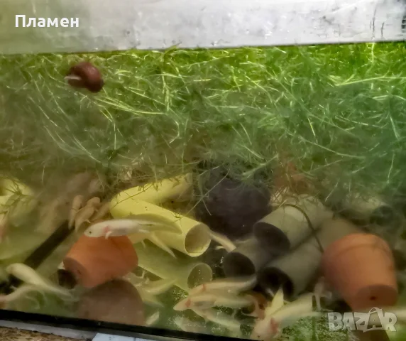 Аксолотъл//Амбистома, снимка 2 - Рибки - 56570666
