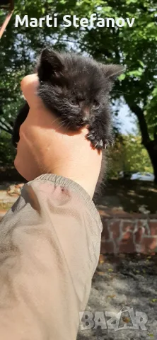Пидарявам черно коте дългокосместо, снимка 3 - Други животни - 56556156