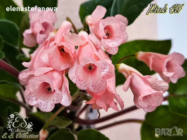 Сортова синингия (Sinningia) Pink Elf, снимка 3 - Стайни растения - 56630766