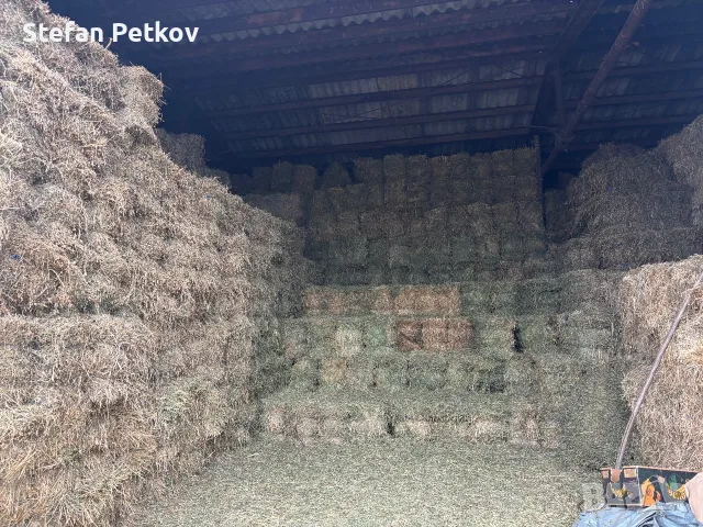 Малки Бали люцерна, снимка 2 - Други стоки за животни - 56750552