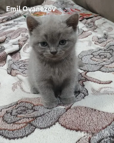 Мъжко британско коте 