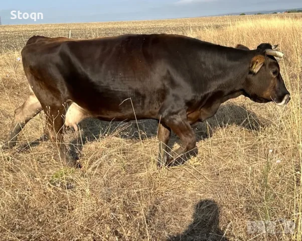 Продавам 10 Бременни Крави