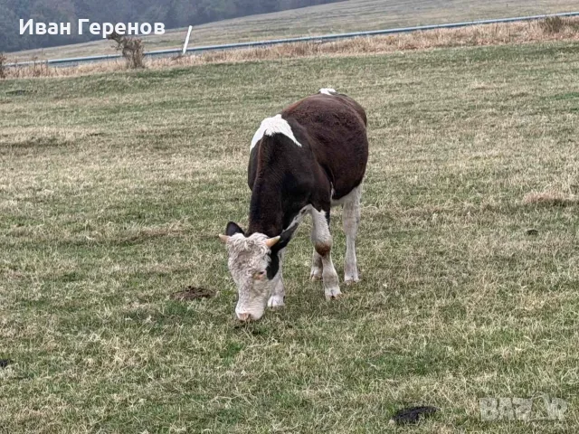Продавам телета и телешко месо, снимка 4 - Крави - 56747468