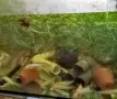 Аксолотъл//Амбистома, снимка 2