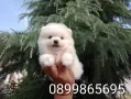 Померани. Прекрасни, снимка 2