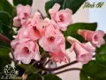 Сортова синингия (Sinningia) Pink Elf, снимка 3
