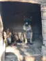 белгийски овчарки, снимка 4