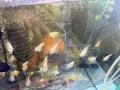 Бял папагал (White / Platinum Blood Parrot), снимка 10