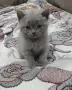 Мъжко британско коте , снимка 1