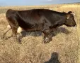 Продавам 10 Бременни Крави, снимка 1