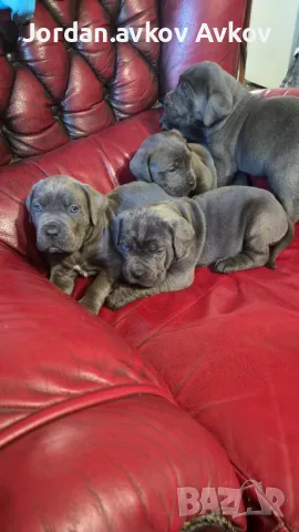 Продавам Кане Корсо , снимка 4 - Кане корсо - 56659330