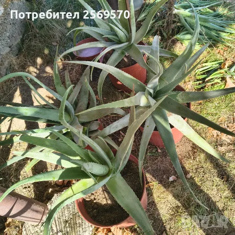 🌿 ПРОДАВАМ ЛЕЧЕБНО АЛОЕ ВЕРА 🌿 , снимка 5 - Стайни растения - 56662282