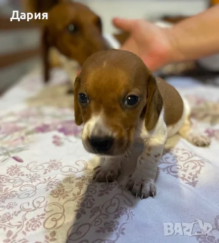 Мини дакелчета дакел