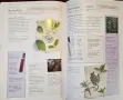 The Illustrated Encyclopedia of Essential Oils, снимка 11
