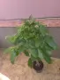 Пахира дървото на късмета, снимка 3