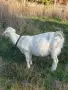 Три млечни кози за продан. , снимка 1