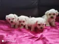 МИНИ МАЛТИЙСКА БОЛОНКА , снимка 4