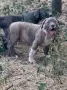ТОП Американско були ХЛ/ American bully XL, снимка 5