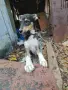 кученце търси приятел, снимка 2