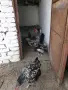 продавам пуйки пуяци, снимка 10