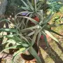 🌿 ПРОДАВАМ ЛЕЧЕБНО АЛОЕ ВЕРА 🌿 , снимка 5