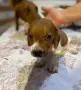 Мини дакелчета дакел, снимка 1