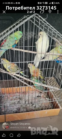 Свободни пойни папагали и двойка монаси