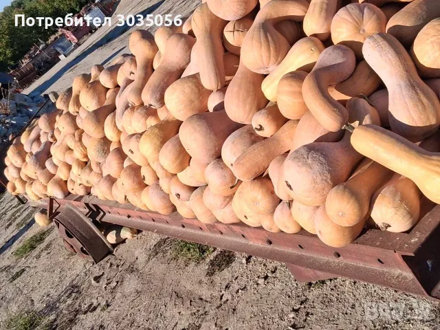 Продавам текви- цигулки и бели тикви, снимка 6 - Домашни продукти - 56555593