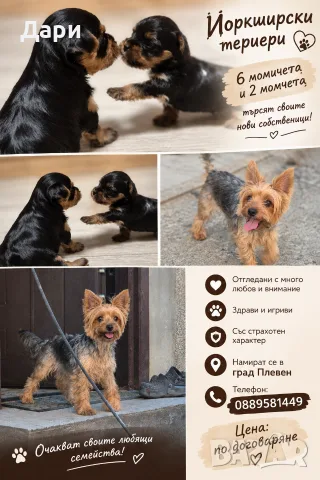 Йоркширски териер 