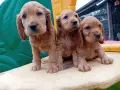 Английски кокер шпаньол, снимка 7