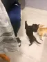Чихуахуа момиче , снимка 2