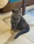 Британски котенца, снимка 10