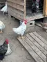 Млади петли 5 месеца, снимка 5