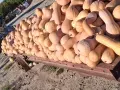 Продавам текви- цигулки и бели тикви, снимка 6