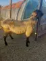 продавам млад коч, снимка 3
